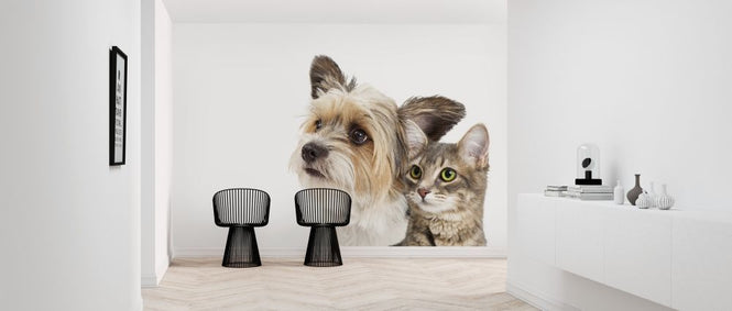 PHOTOWALL / Cat and Dog (e316048)