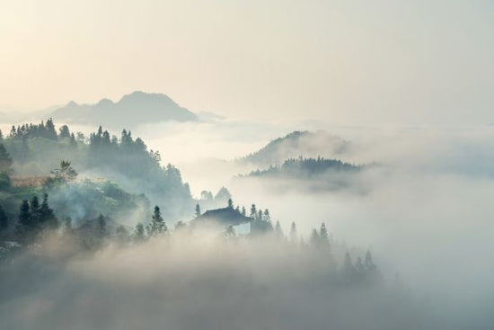 PHOTOWALL / Morning Mist (e316051)