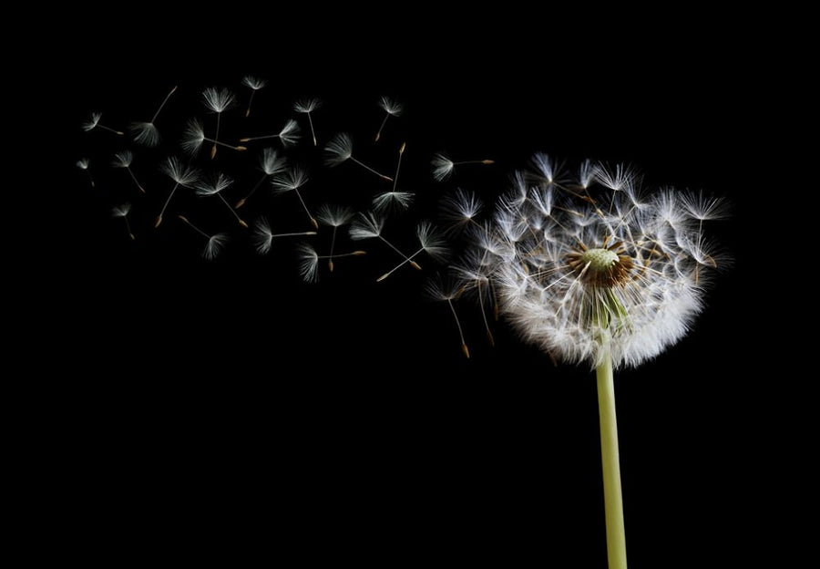 PHOTOWALL / Dandelion Seeds in the Wind (e316056)