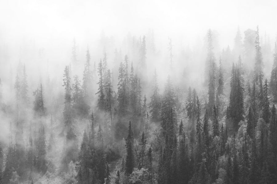 PHOTOWALL / Forest in Fog (e316058)