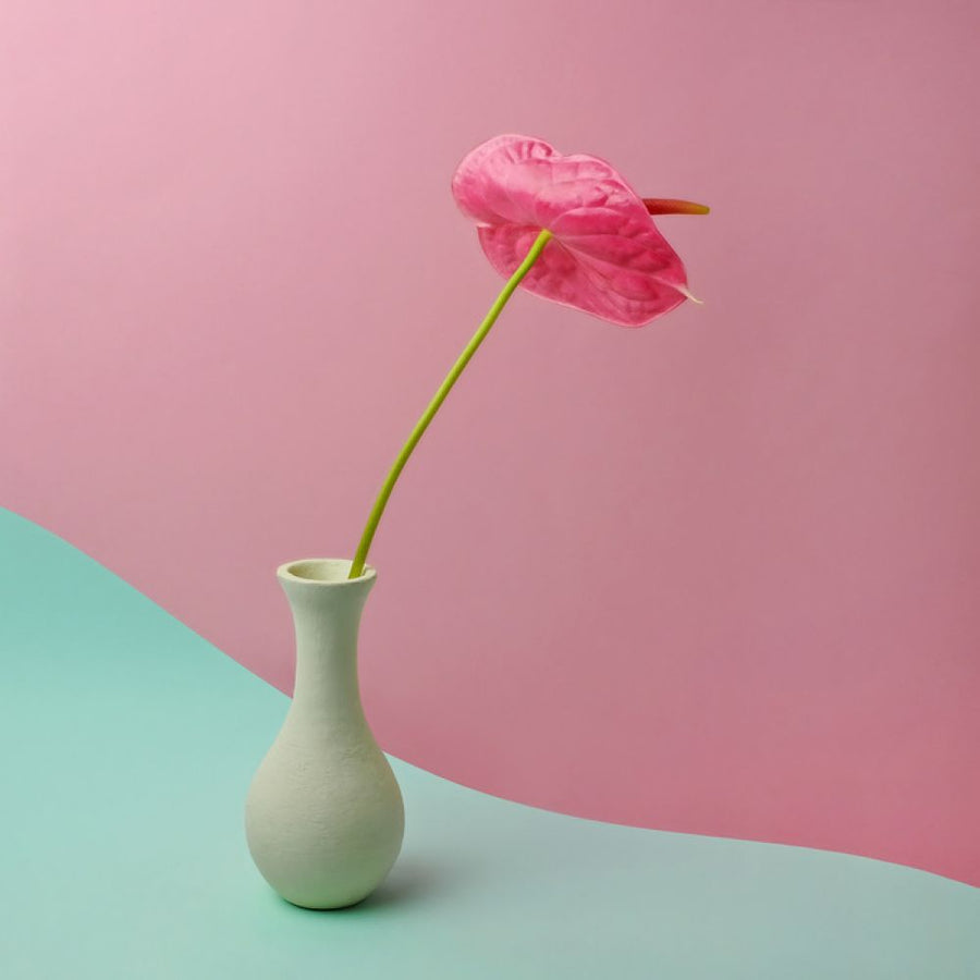 PHOTOWALL / Anthurium in White Vase (e316067)