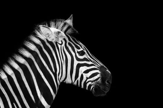 PHOTOWALL / Zebra Portrait (e316073)