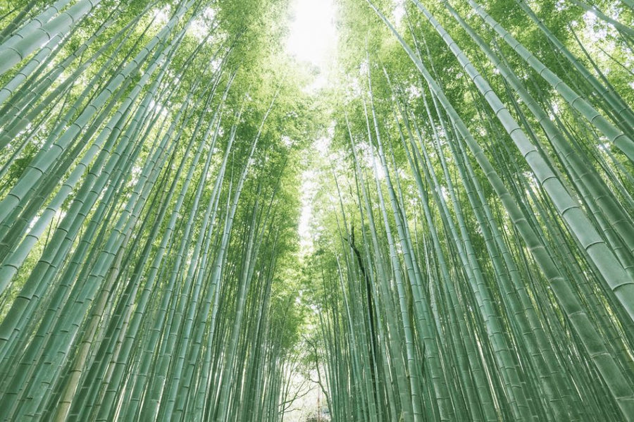 PHOTOWALL / Bamboo Forest (e316105)