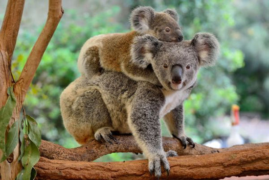 PHOTOWALL / Koala with Baby (e316106)