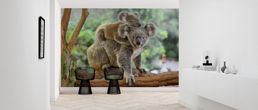 PHOTOWALL / Koala with Baby (e316106)