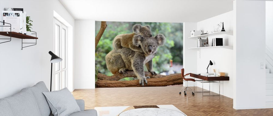 PHOTOWALL / Koala with Baby (e316106)