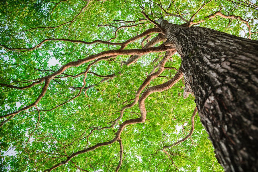 PHOTOWALL / Green Leaf Tree (e316109)