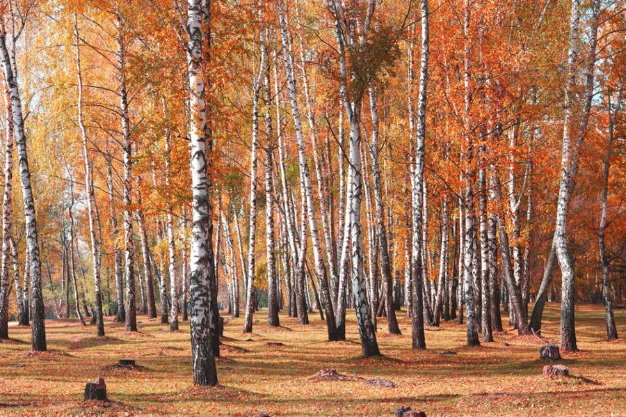 PHOTOWALL / White Birches Trees (e316116)