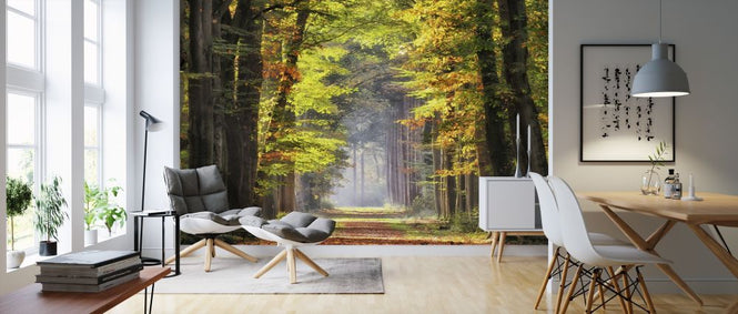 PHOTOWALL / Avenue of Beech Trees (e316118)