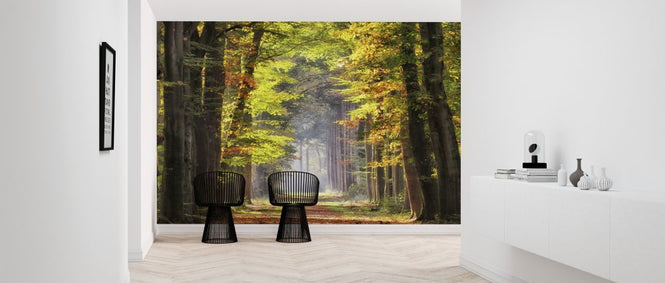 PHOTOWALL / Avenue of Beech Trees (e316118)