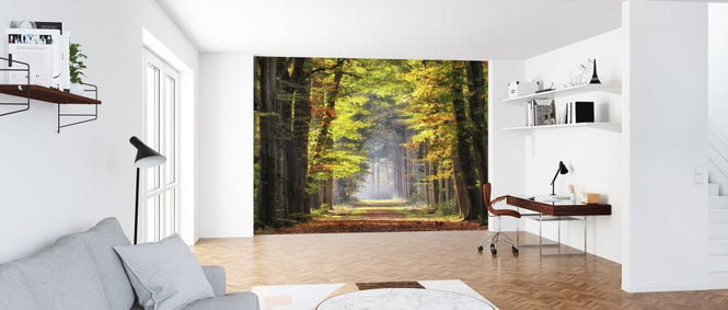 PHOTOWALL / Avenue of Beech Trees (e316118)