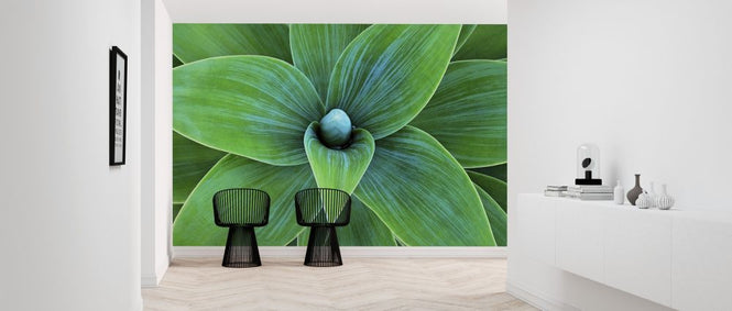 PHOTOWALL / Agave Plant (e316120)