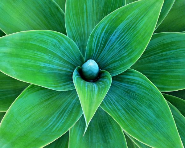 PHOTOWALL / Agave Plant (e316120)