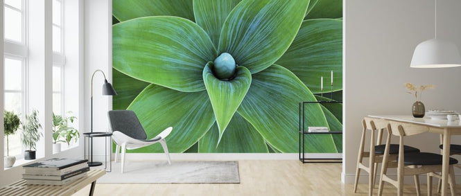 PHOTOWALL / Agave Plant (e316120)