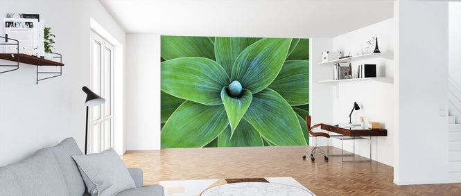 PHOTOWALL / Agave Plant (e316120)
