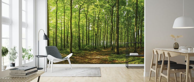 PHOTOWALL / Green Beech Forest (e316123)