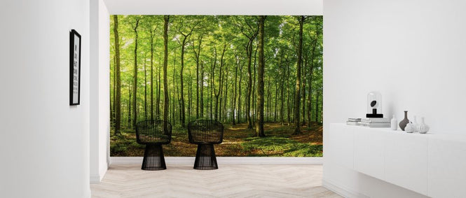 PHOTOWALL / Green Beech Forest (e316123)