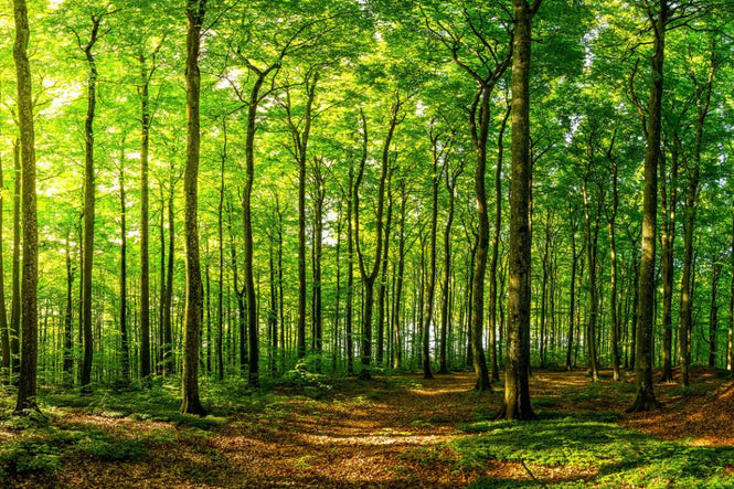 PHOTOWALL / Green Beech Forest (e316123)