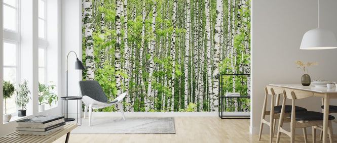 PHOTOWALL / Birch Trees (e316135)