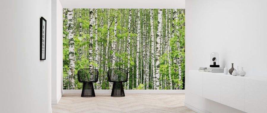 PHOTOWALL / Birch Trees (e316135)