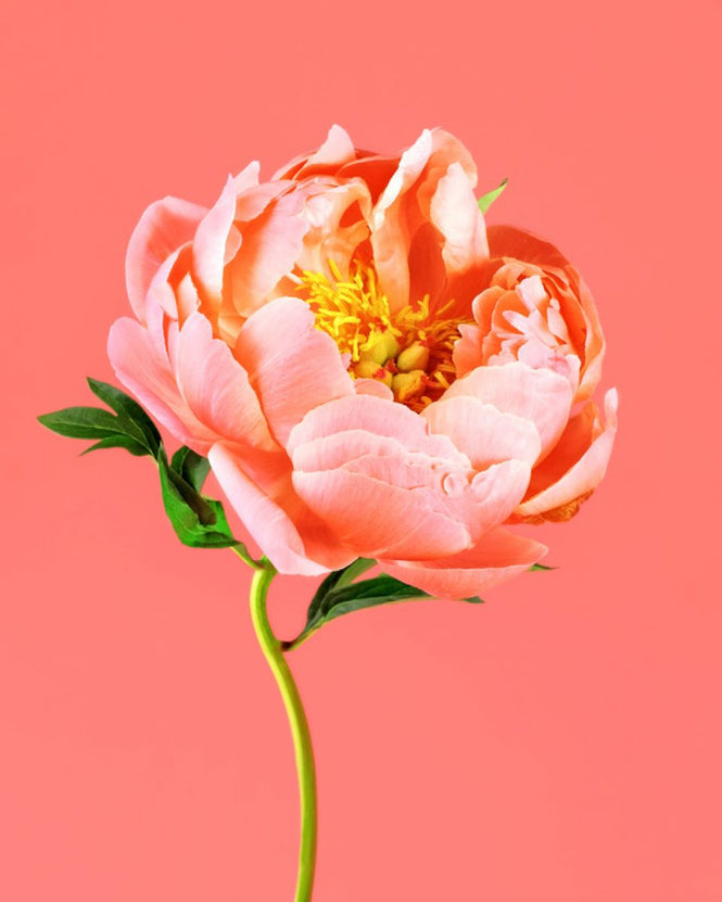 PHOTOWALL / Peony on Coral (e316149)