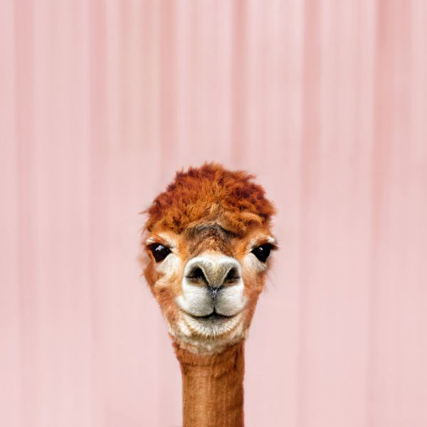 PHOTOWALL / Alpaca Portrait (e316160)