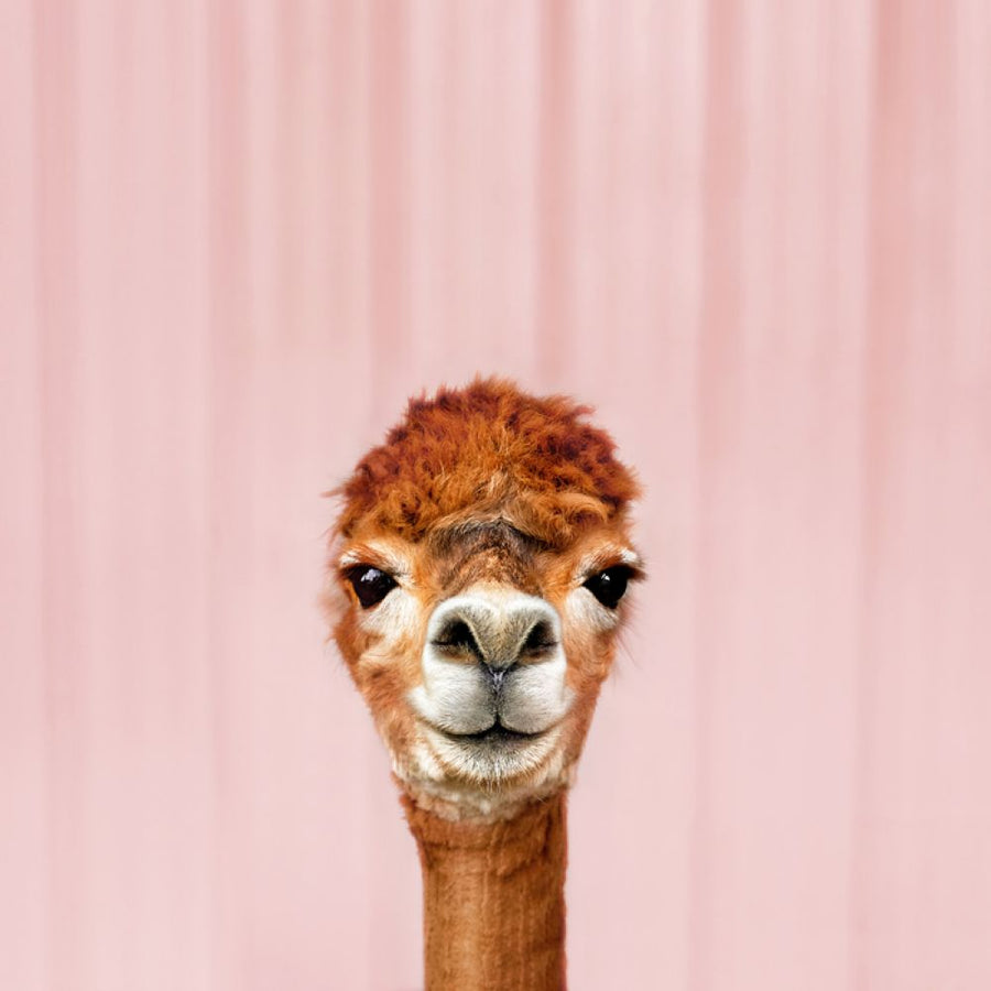 PHOTOWALL / Alpaca Portrait (e316160)