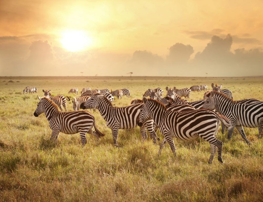 PHOTOWALL / Zebras in the Morning (e316468)