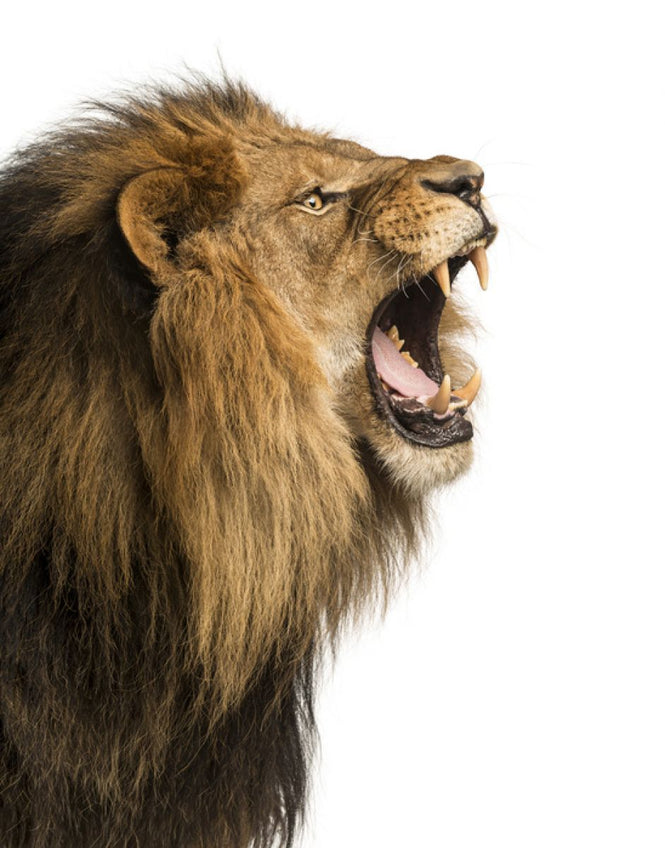 PHOTOWALL / Roaring Lion (e316469)