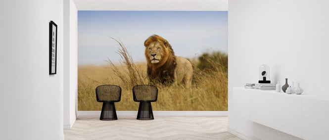 PHOTOWALL / Lion in the Golden Grass (e316472)
