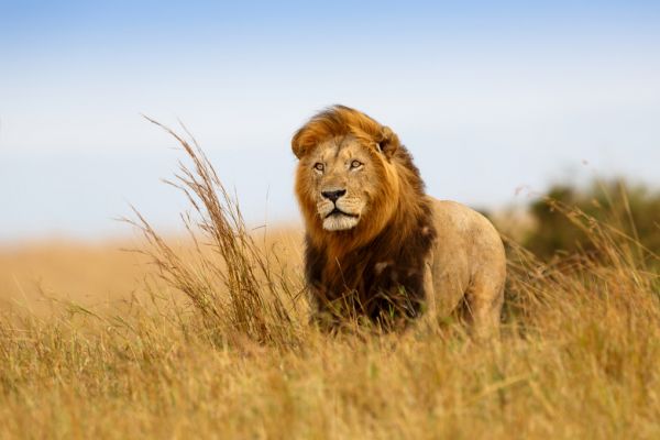 PHOTOWALL / Lion in the Golden Grass (e316472)