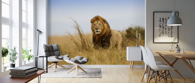 PHOTOWALL / Lion in the Golden Grass (e316472)