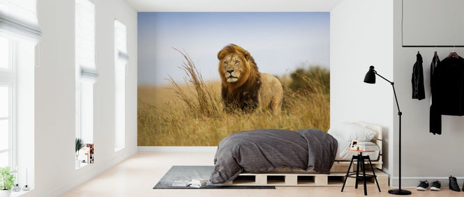PHOTOWALL / Lion in the Golden Grass (e316472)