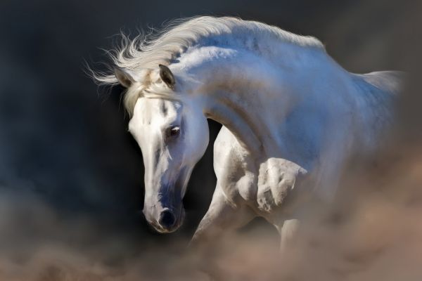 PHOTOWALL / Horse Portrait (e316473)