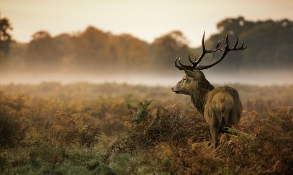 PHOTOWALL / Red Deer Stag (e316475)