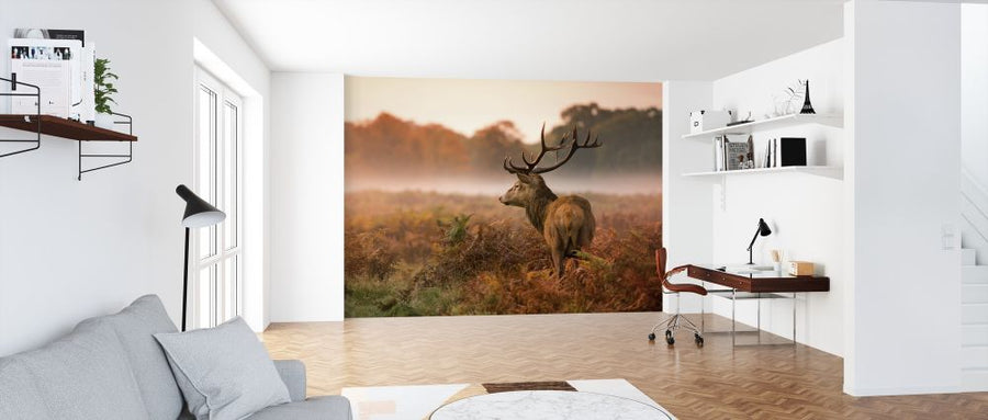 PHOTOWALL / Red Deer Stag (e316475)