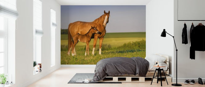 PHOTOWALL / Mare with Foal (e316476)