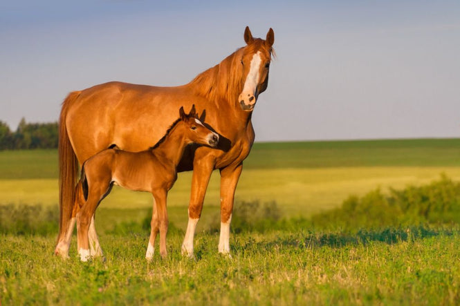 PHOTOWALL / Mare with Foal (e316476)