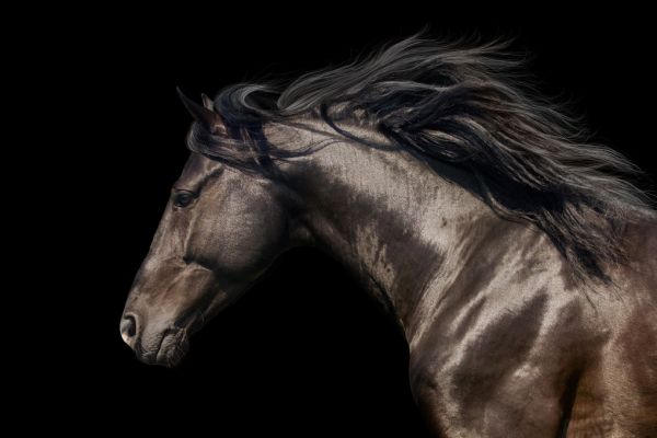 PHOTOWALL / Black Horse (e316479)