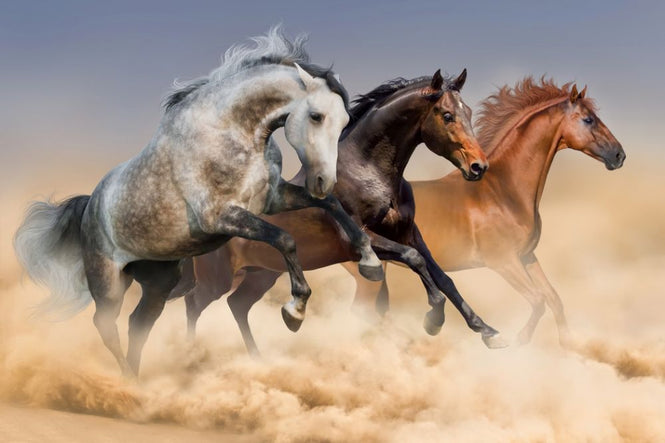 PHOTOWALL / Three Horses Run (e316480)