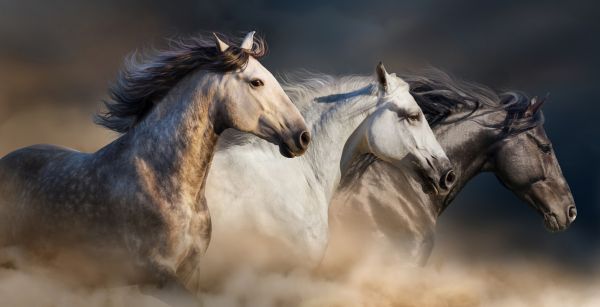 PHOTOWALL / Horses in Dust (e316481)