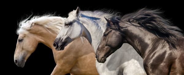 PHOTOWALL / Horses in Motion (e316482)