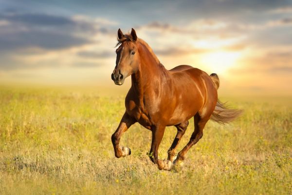 PHOTOWALL / Red Horse Run (e316483)