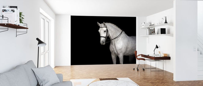 PHOTOWALL / White Horse Dressage (e316484)