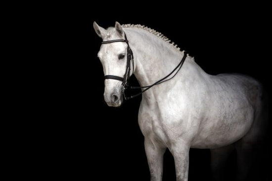PHOTOWALL / White Horse Dressage (e316484)