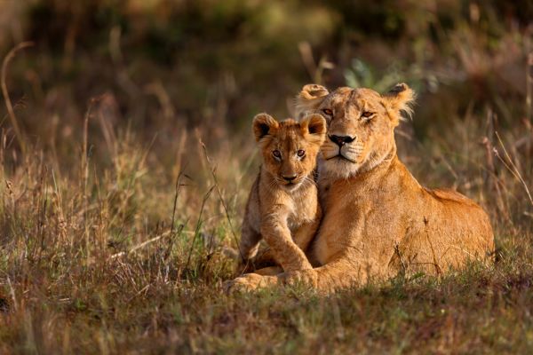 PHOTOWALL / Lion Mother with Cub (e316485)