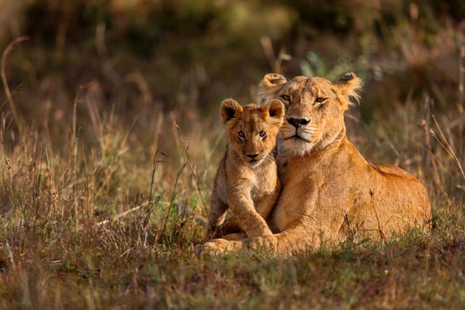 PHOTOWALL / Lion Mother with Cub (e316485)