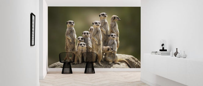 PHOTOWALL / Meerkat Family (e316486)