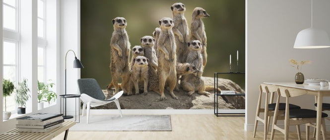 PHOTOWALL / Meerkat Family (e316486)