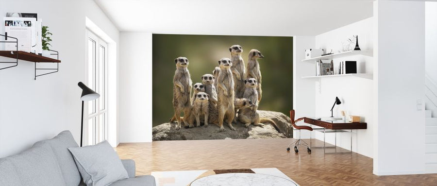 PHOTOWALL / Meerkat Family (e316486)